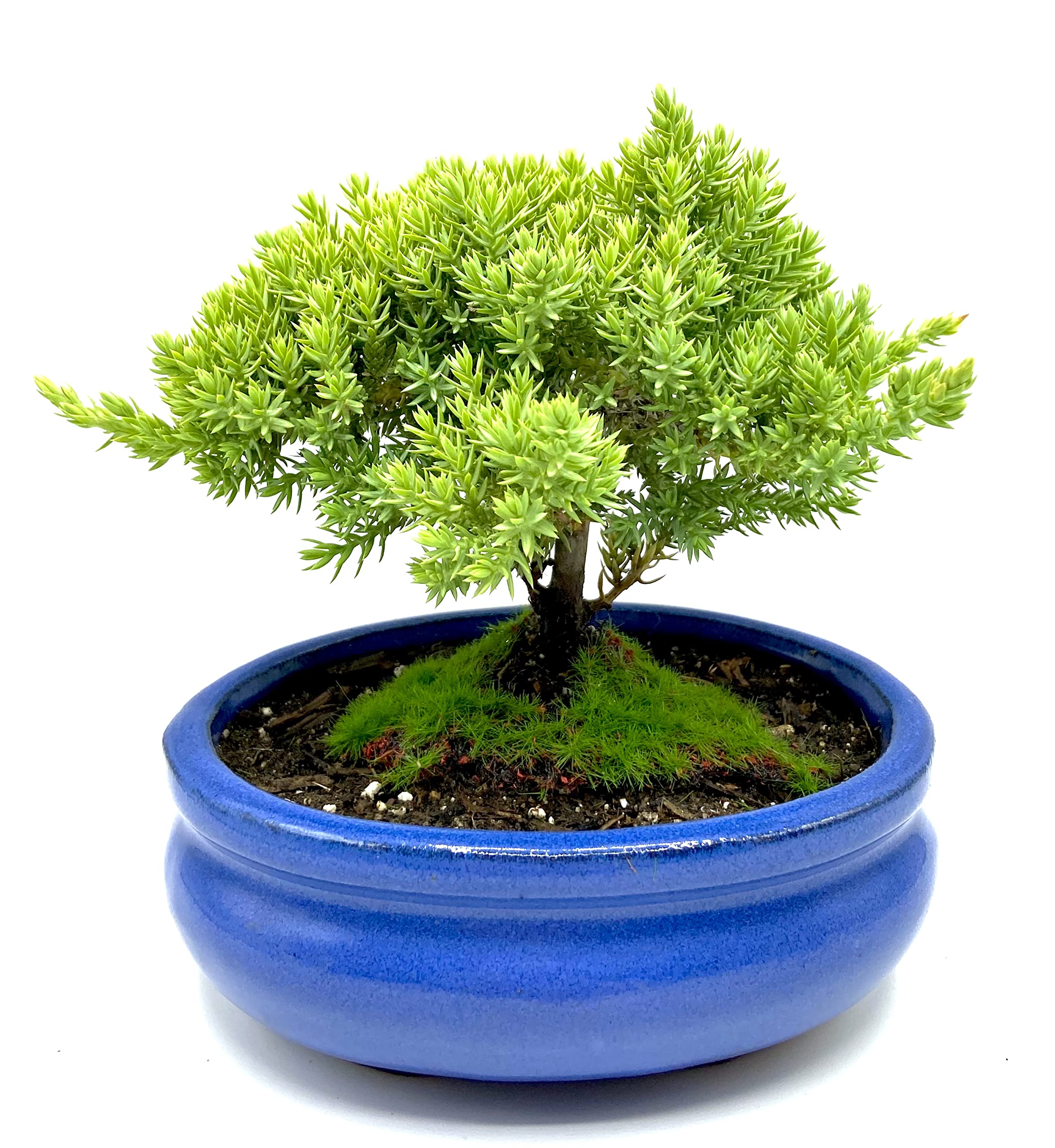 新品未使用　IBUKI JUNIPER Amazon.com: Live Dwarf Juniper Bonsai Tree Small | Indoor